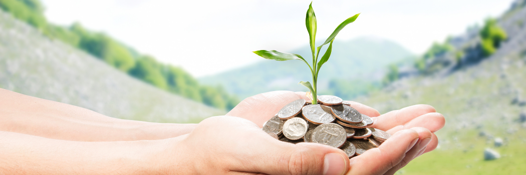 Green shoot growing in coins