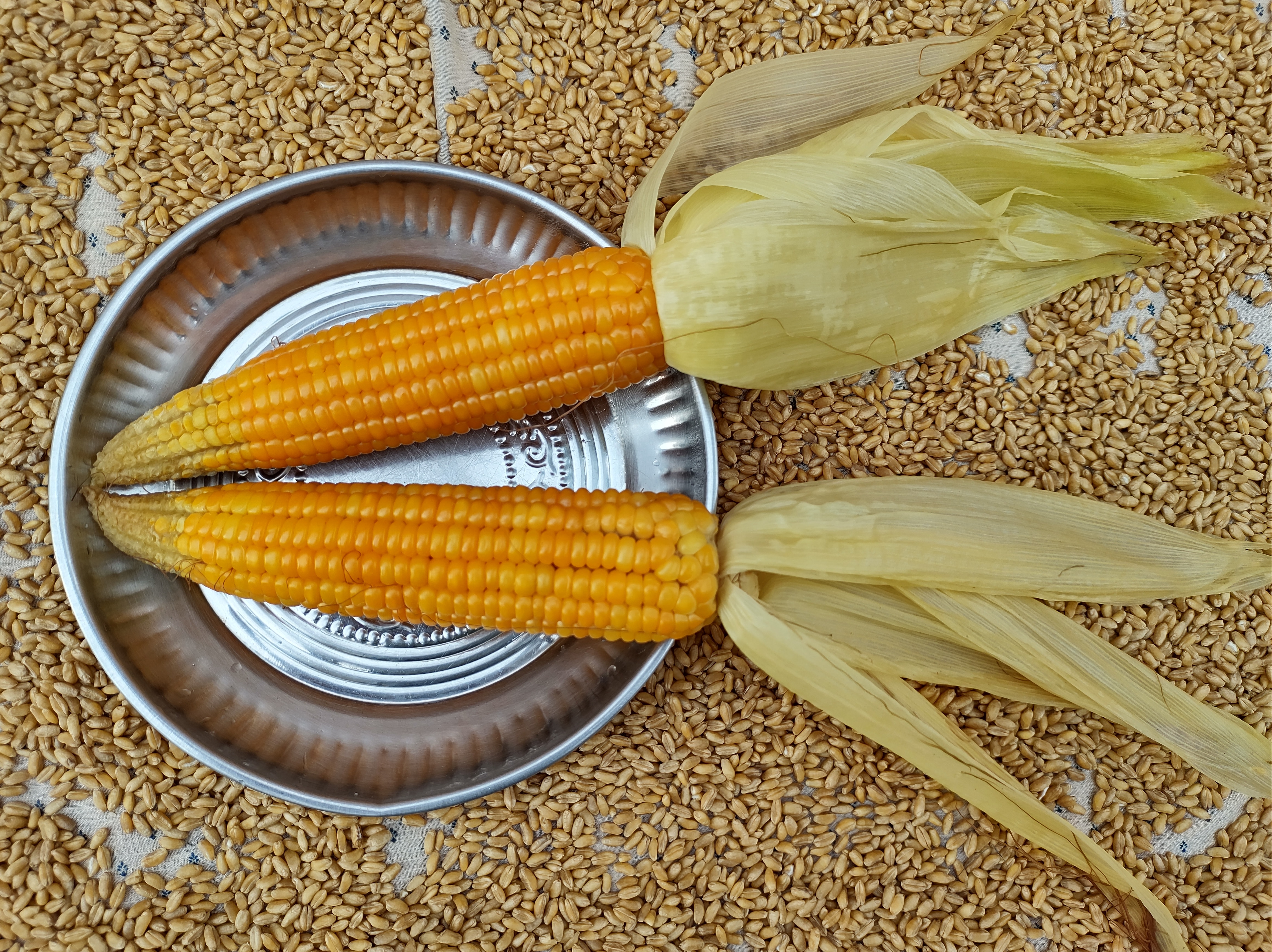 two cob of corns on a plate