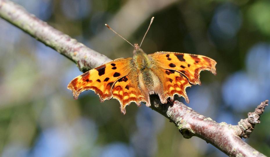 Comma butterfly on branch