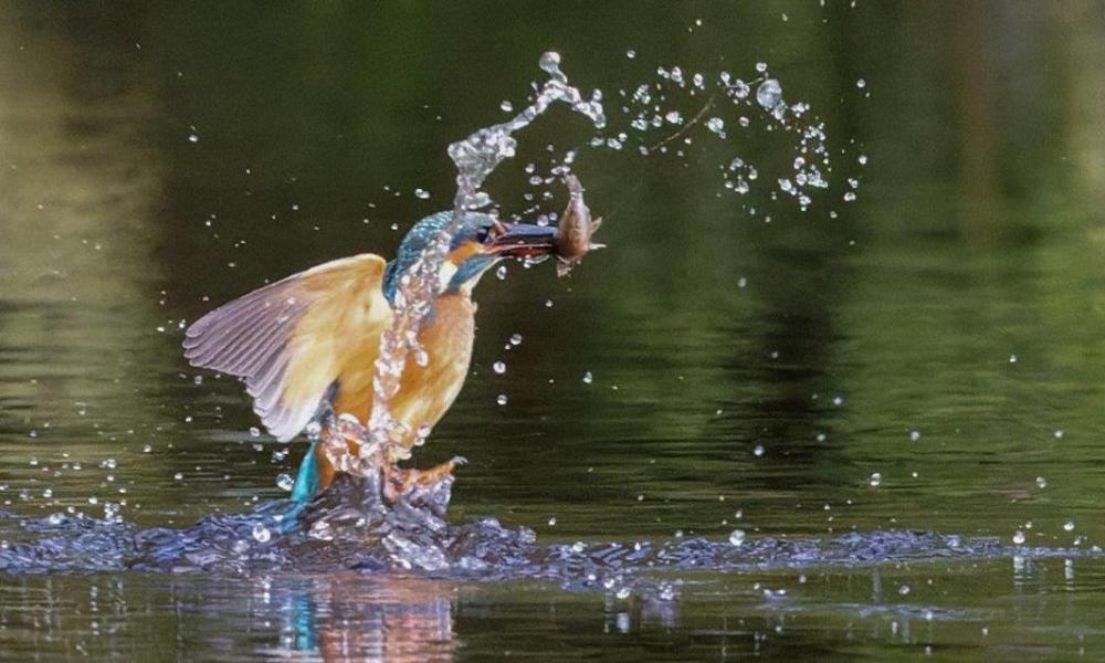 Kingfisher in a river