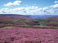 Heather on the North Pennines