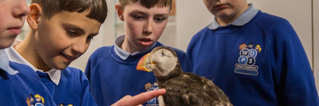 Schoolchildren look at a puffin