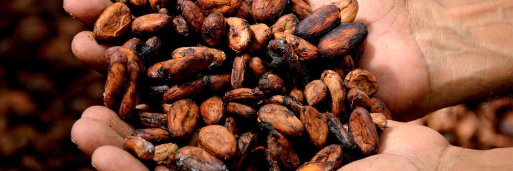 Hand with cocoa beans