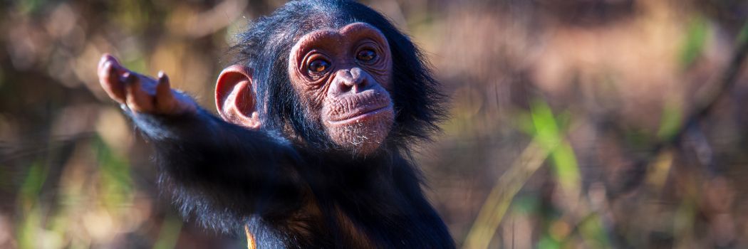 A young chimpanzee stands in grassland