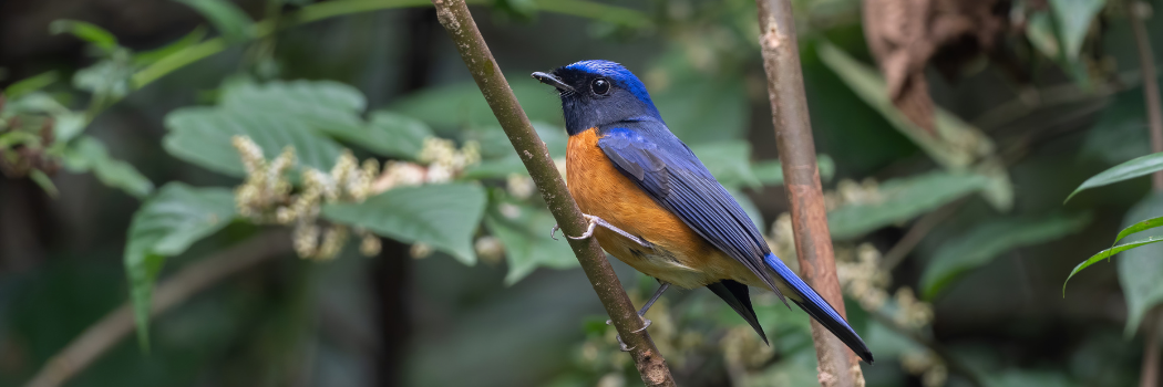 Coloured birds