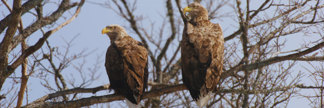 European bird - white tailed eagle