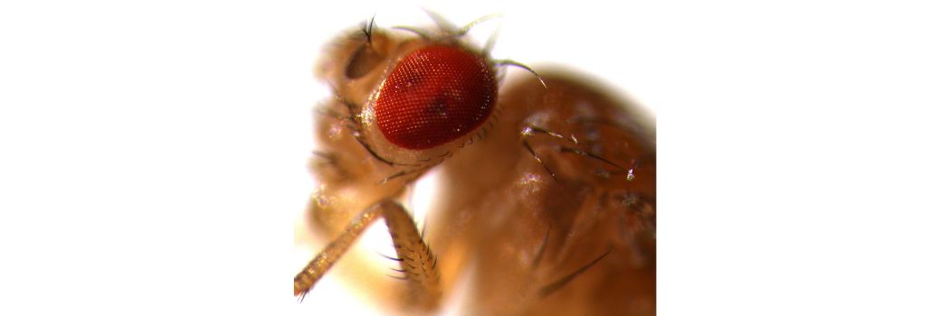 A microscope photograph or a fruit fly's red eye