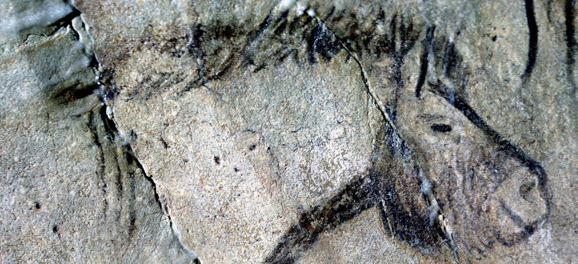Image of Horse drawn onto the wall of Niaux Cave (Ariège, France) around 15,000 years ago. Credit - Neanderthal Museum, Mettmann