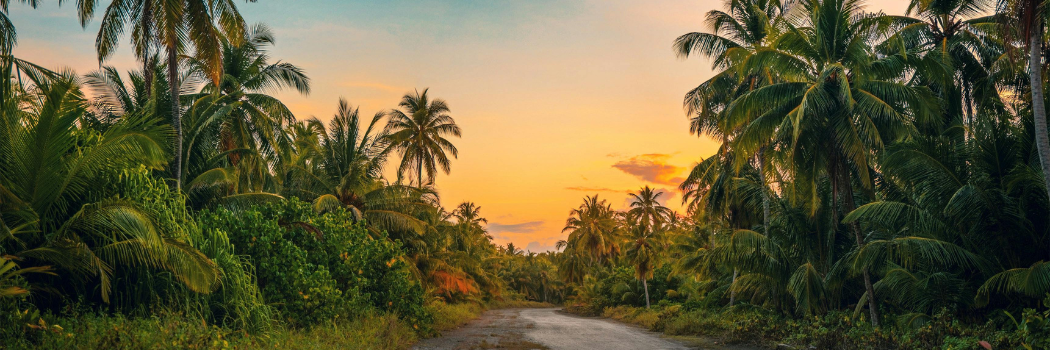 Tropical plants