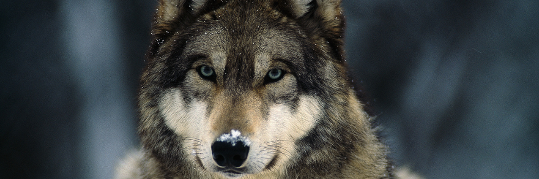 Close up of a grey wolf