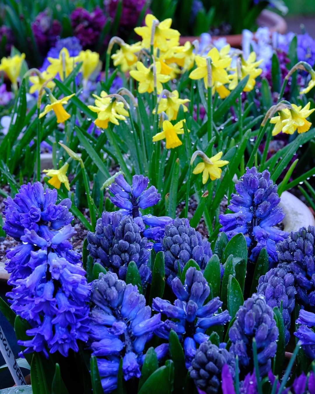 Yellow and blue flowers