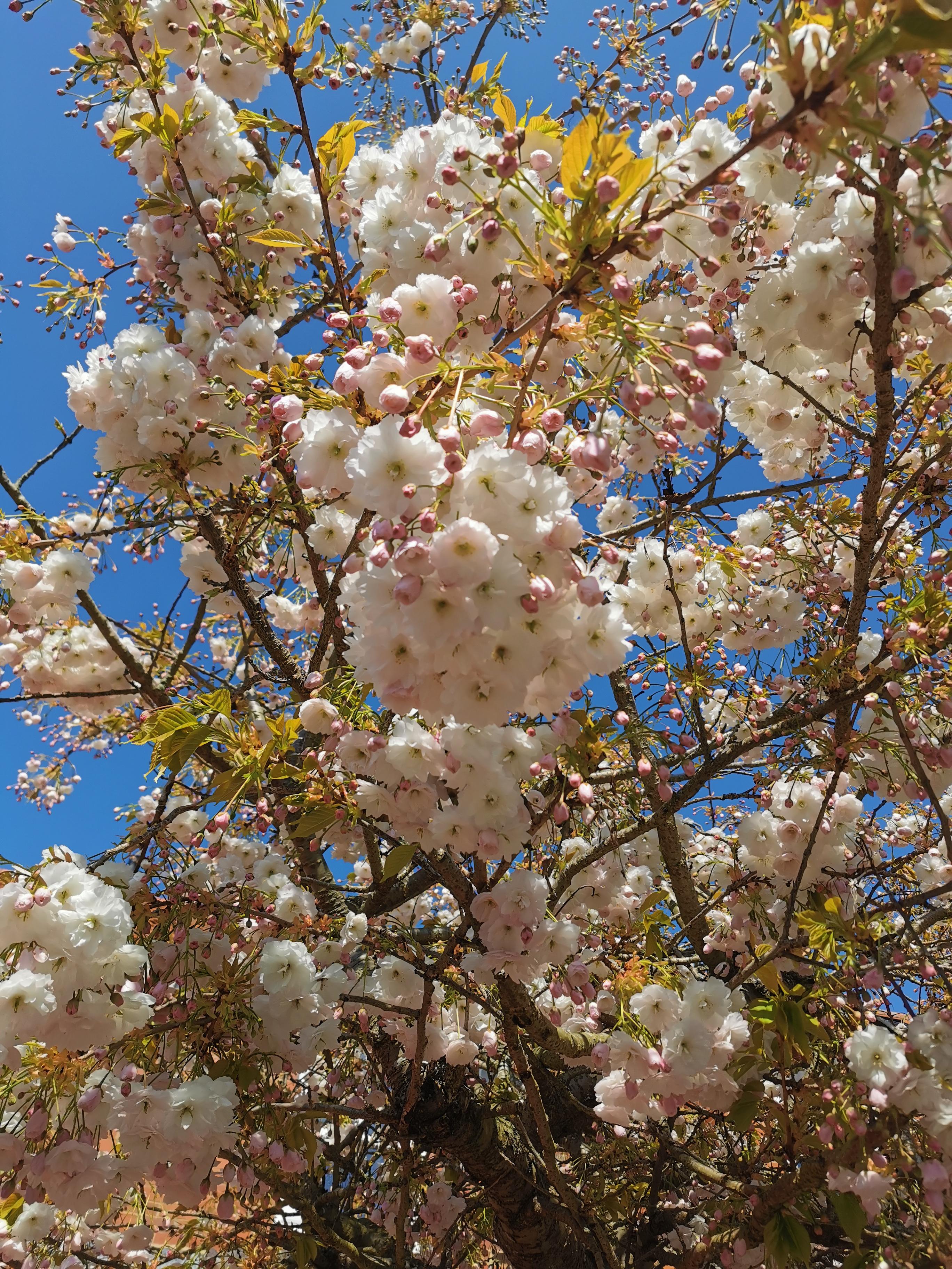 Pink tree blossom against a blue sky
