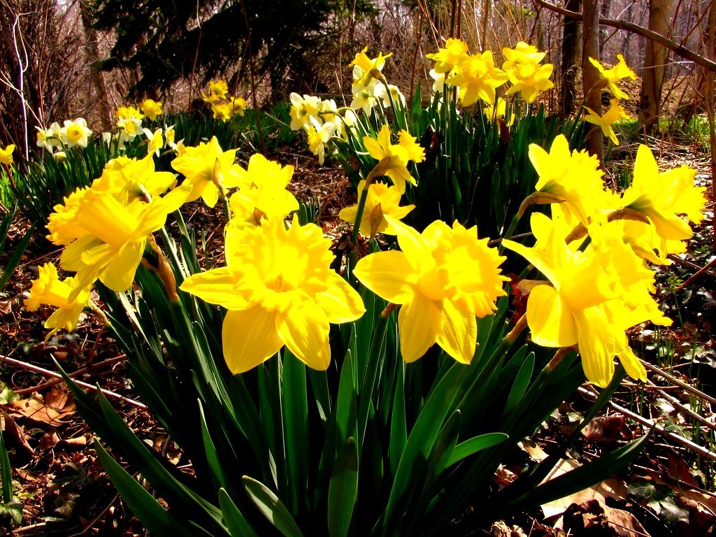 Daffodils growing wild