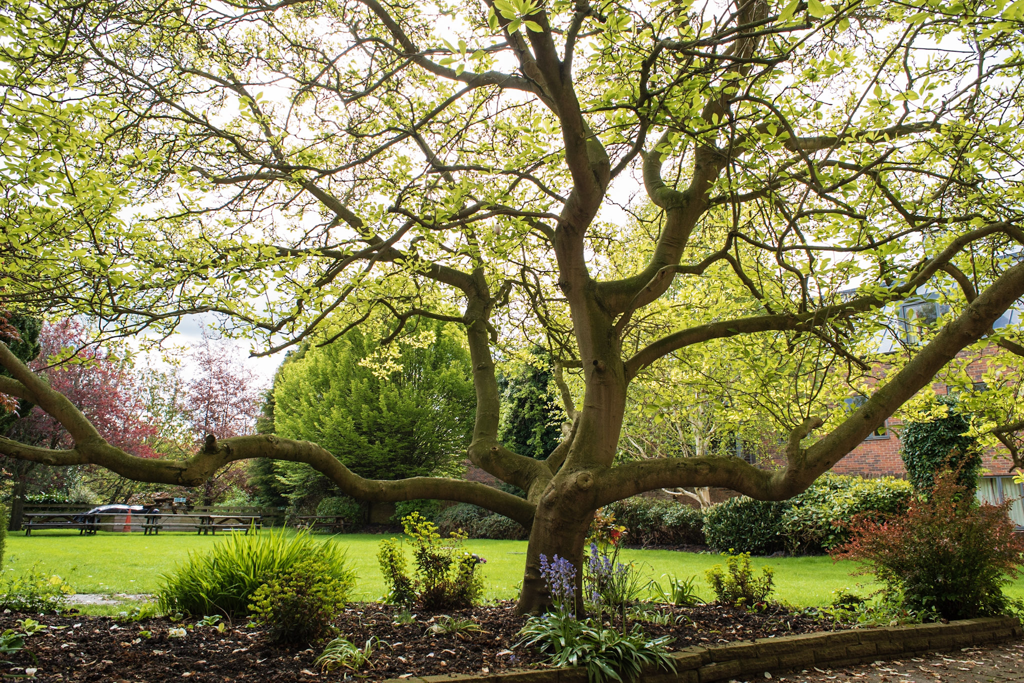 Outdoor garden space with trees and shrubbery