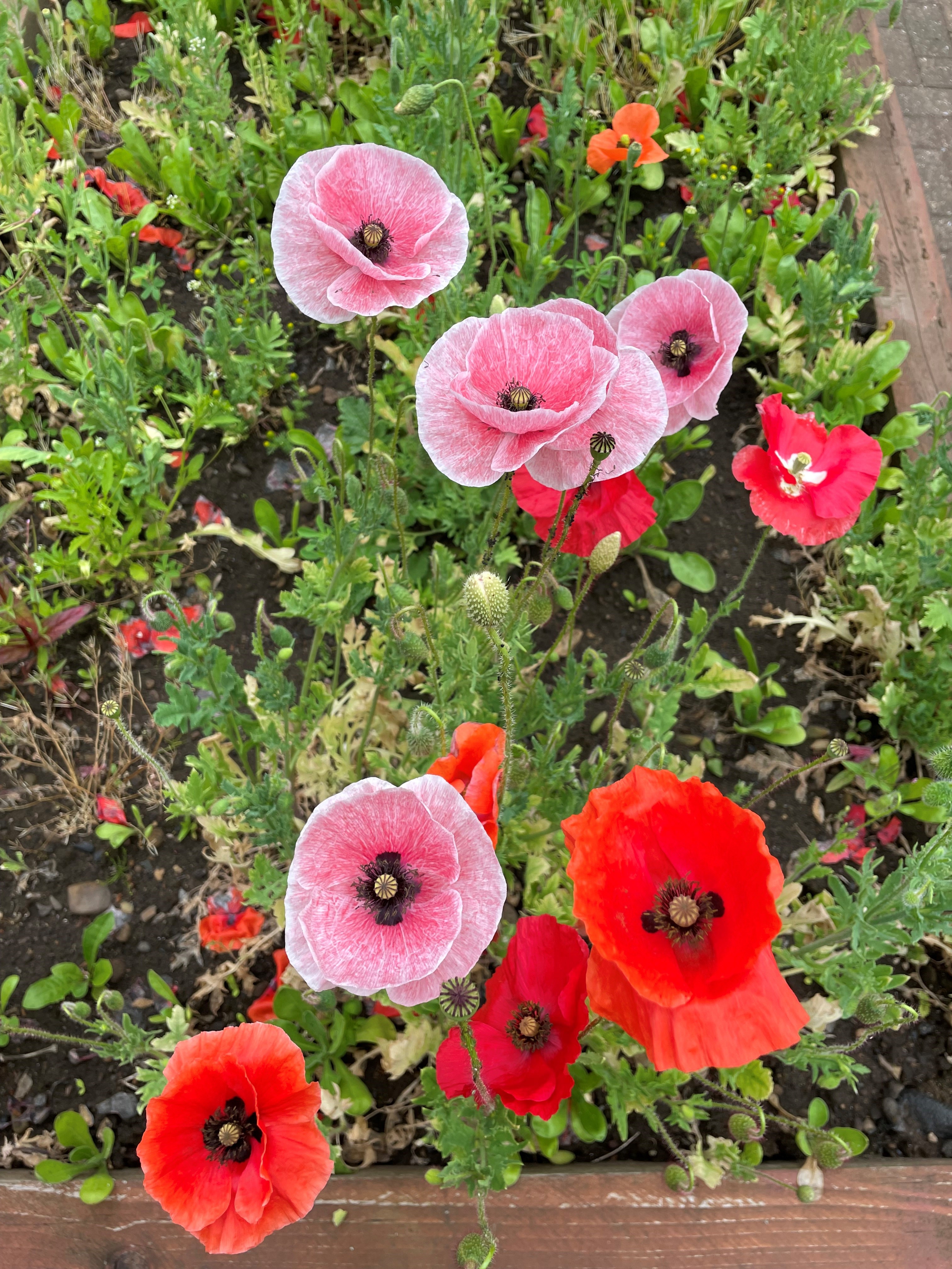 poppies