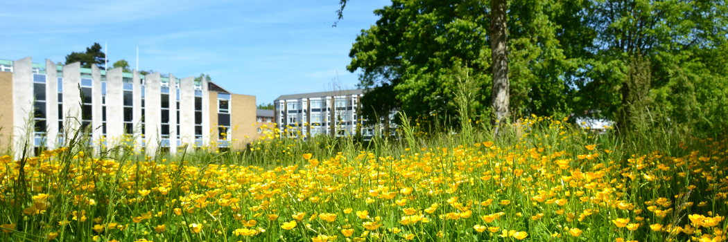 Van Mildert College with buttercups
