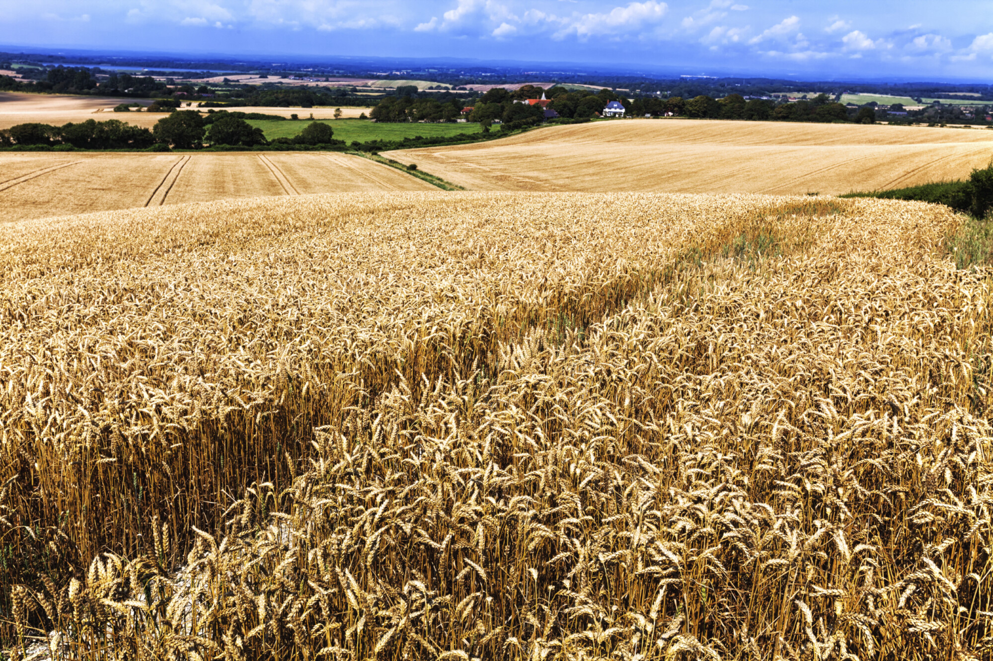 A field of wheat