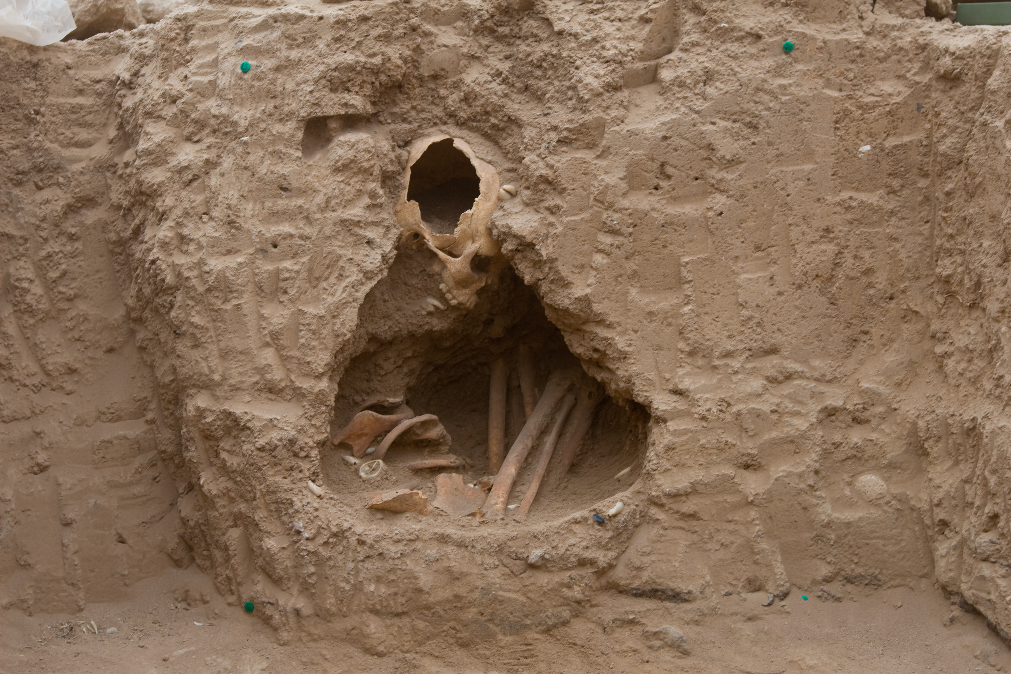 Excavation of a skeleton at Tell Halula