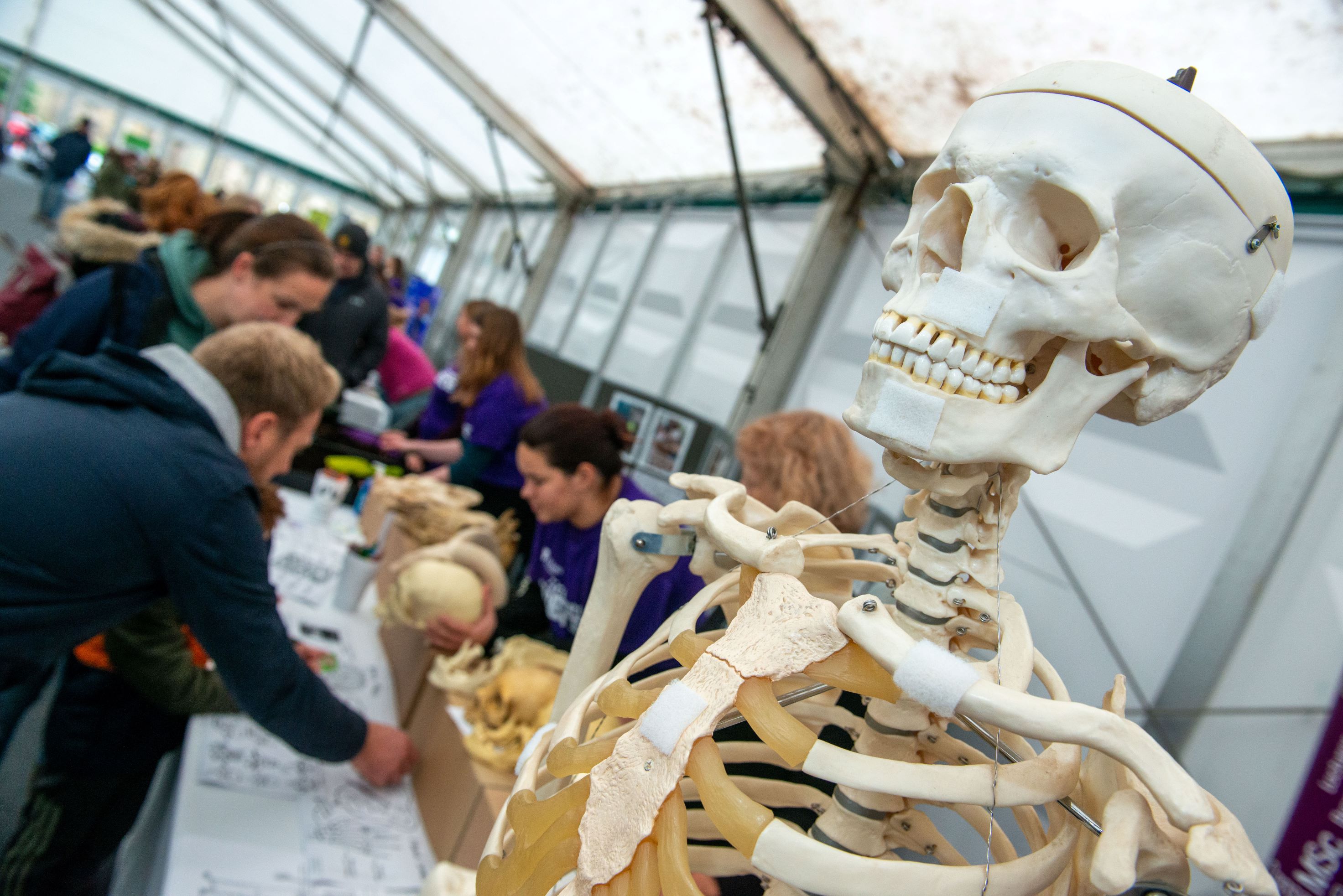 A plastic teaching skeleton is in the foreground with velcro patches ready for labels to be stuck on. In the background are some parents, children and volunteers talking about different human and animal skulls.