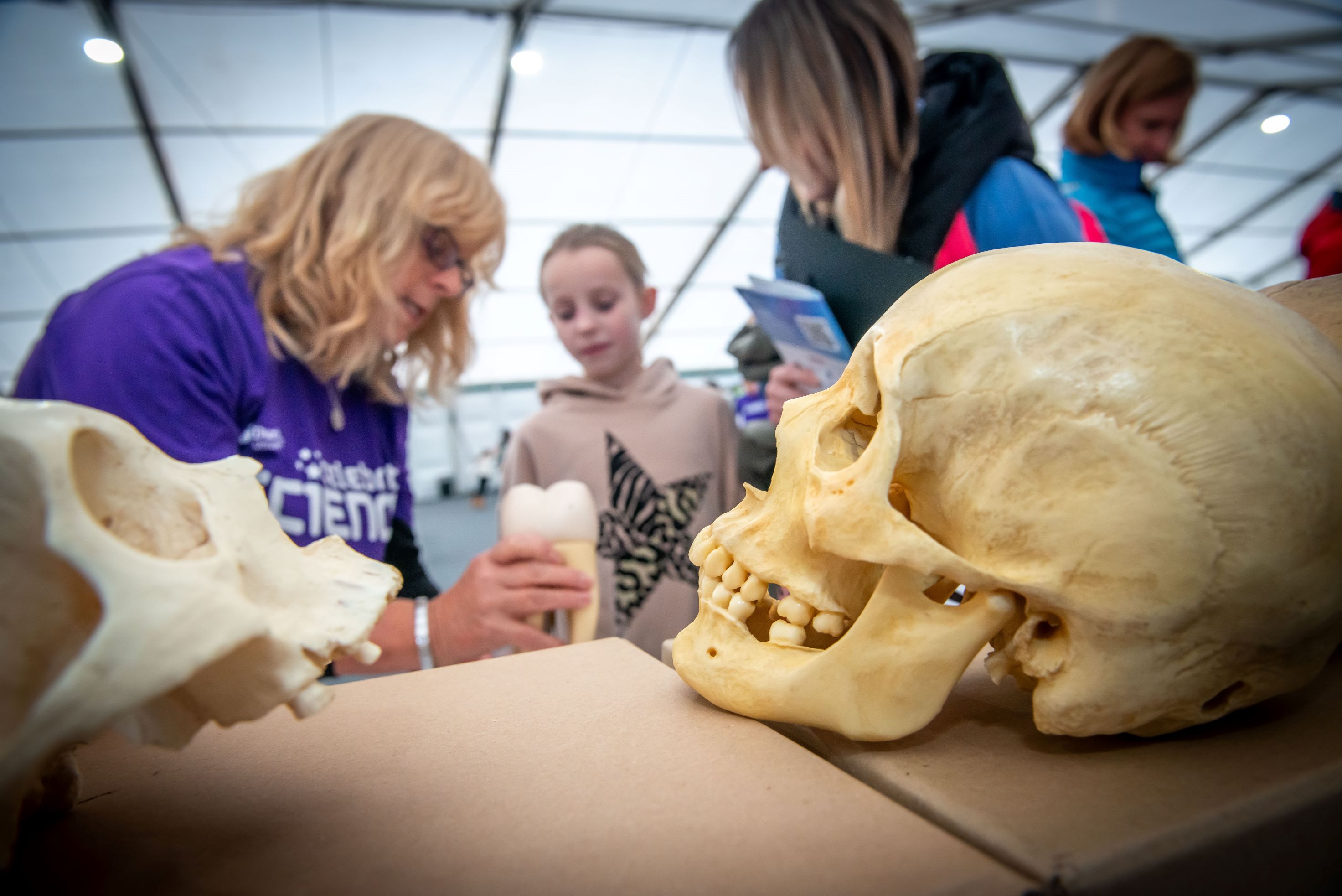 A volunteer in a purple shirt shows a model of a tooth to a child and parent. In the foreground is a plastic cast of a human skull. A vignette is applied to the image.