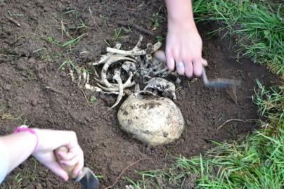 A human skeleton being excavated
