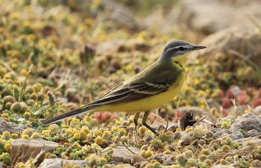 Yellow Wagtail