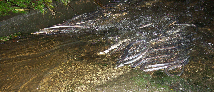 Lamprey