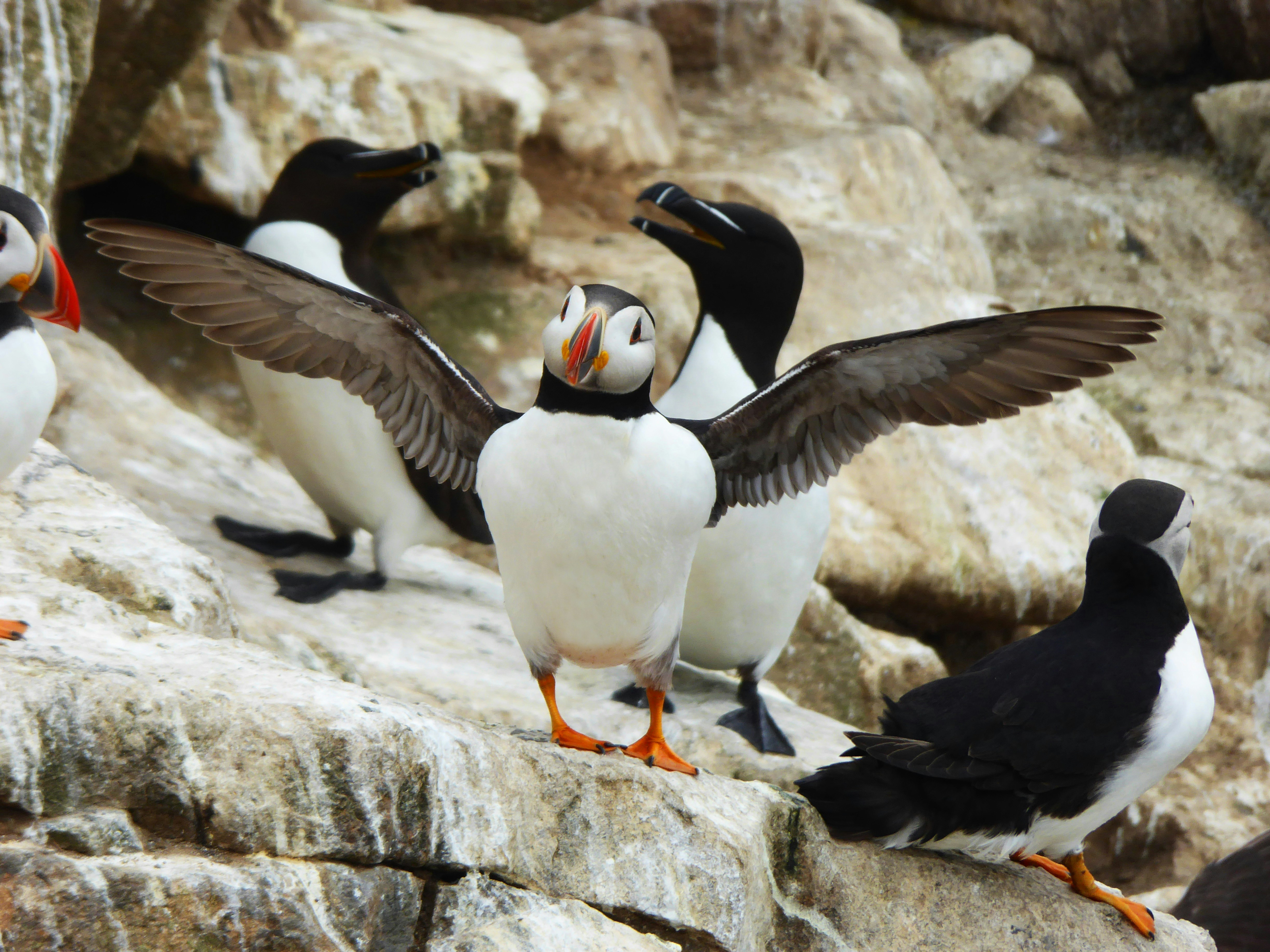 A puffin on a rock stretching it's wings.