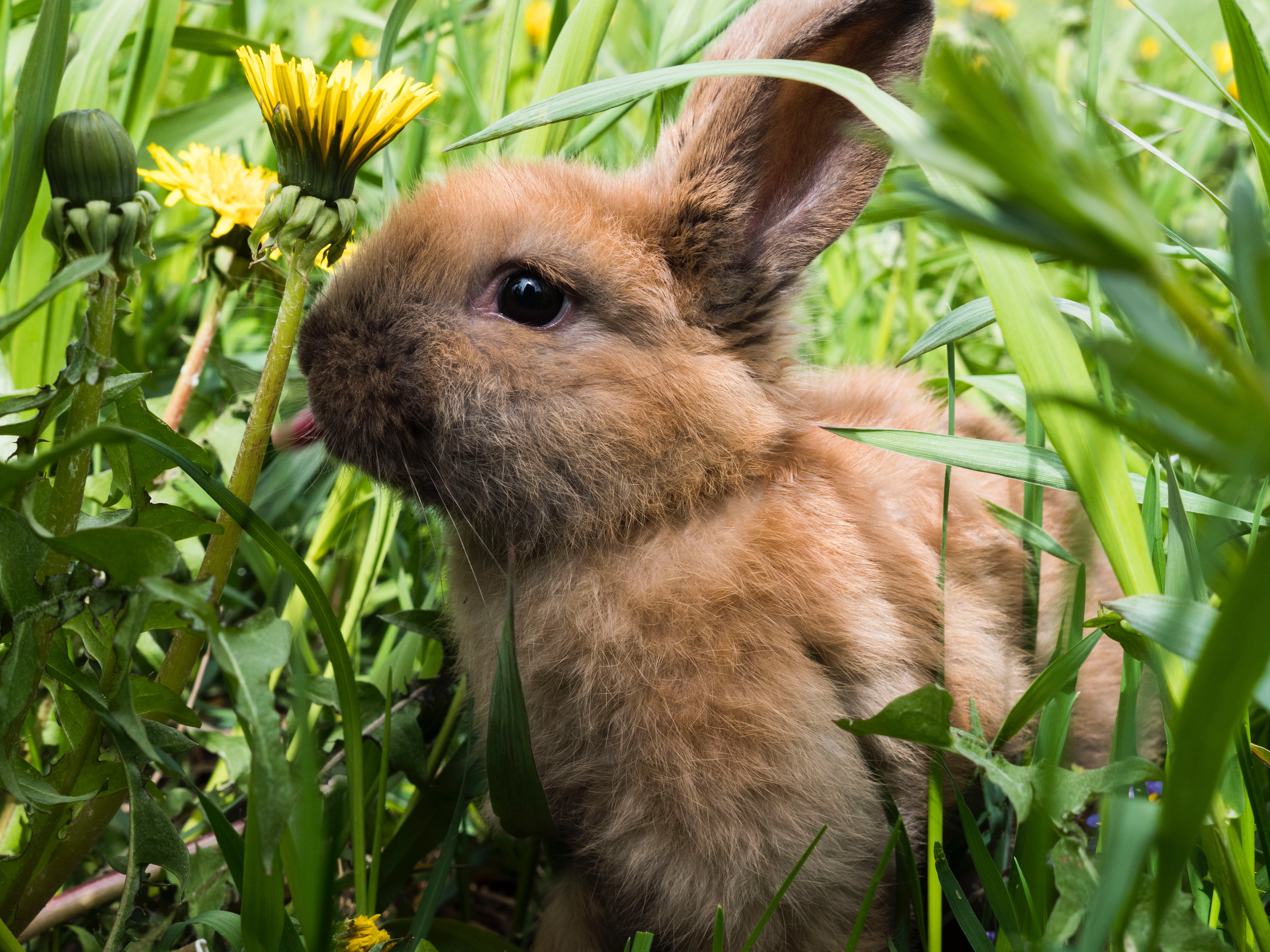 A baby rabbit in the grass