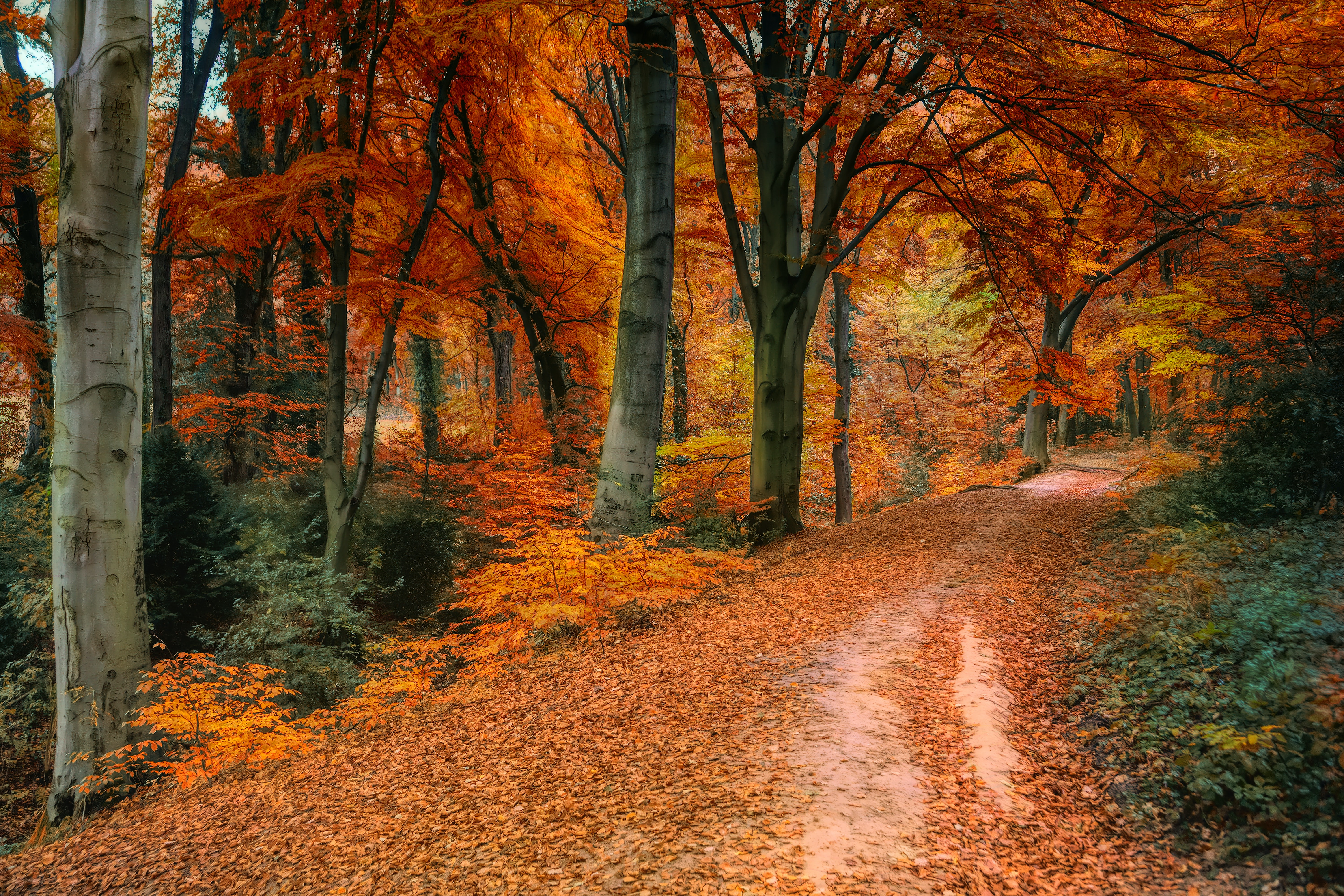 a woodland path covered with brown and orange leaves