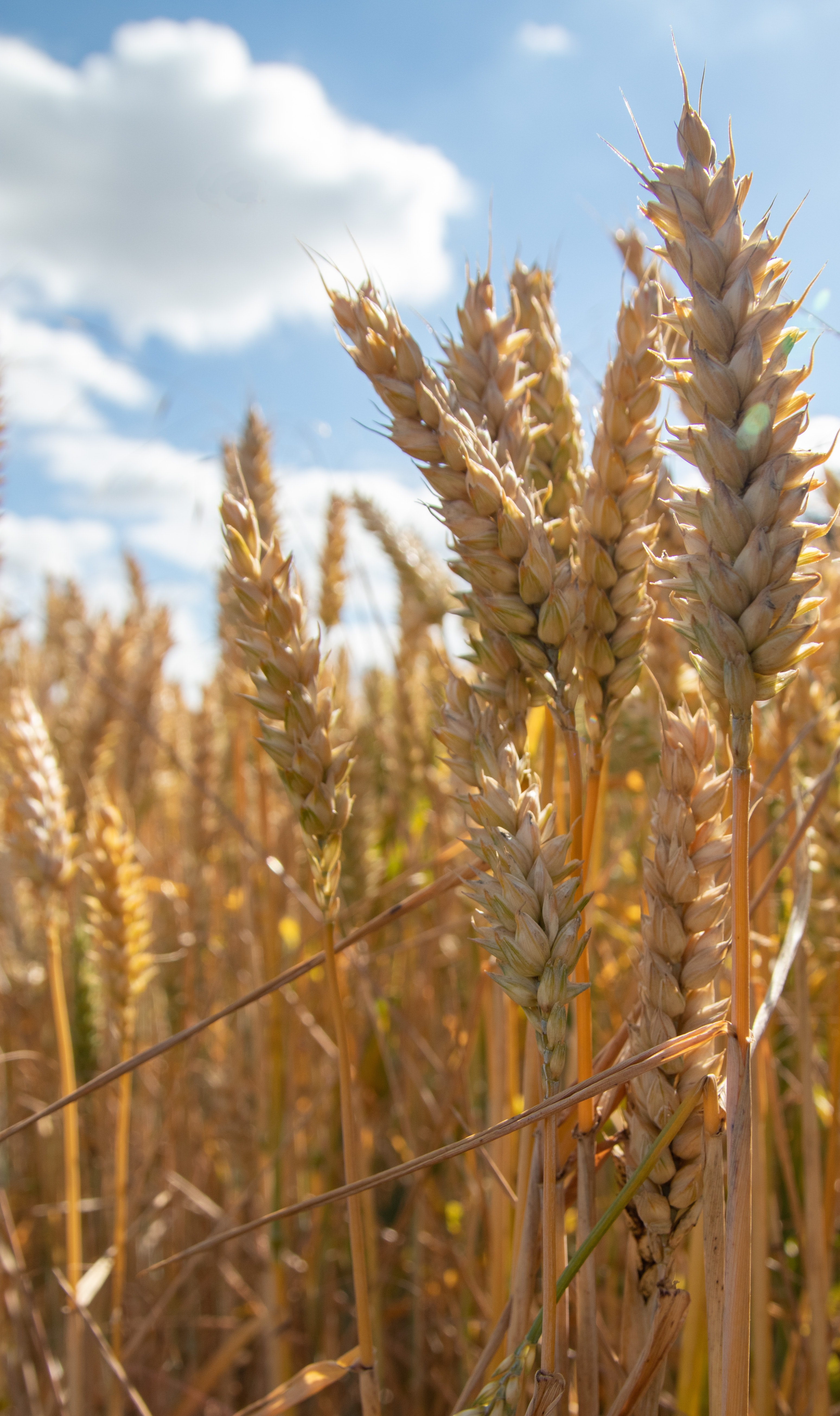 Golden wheat field in the sun