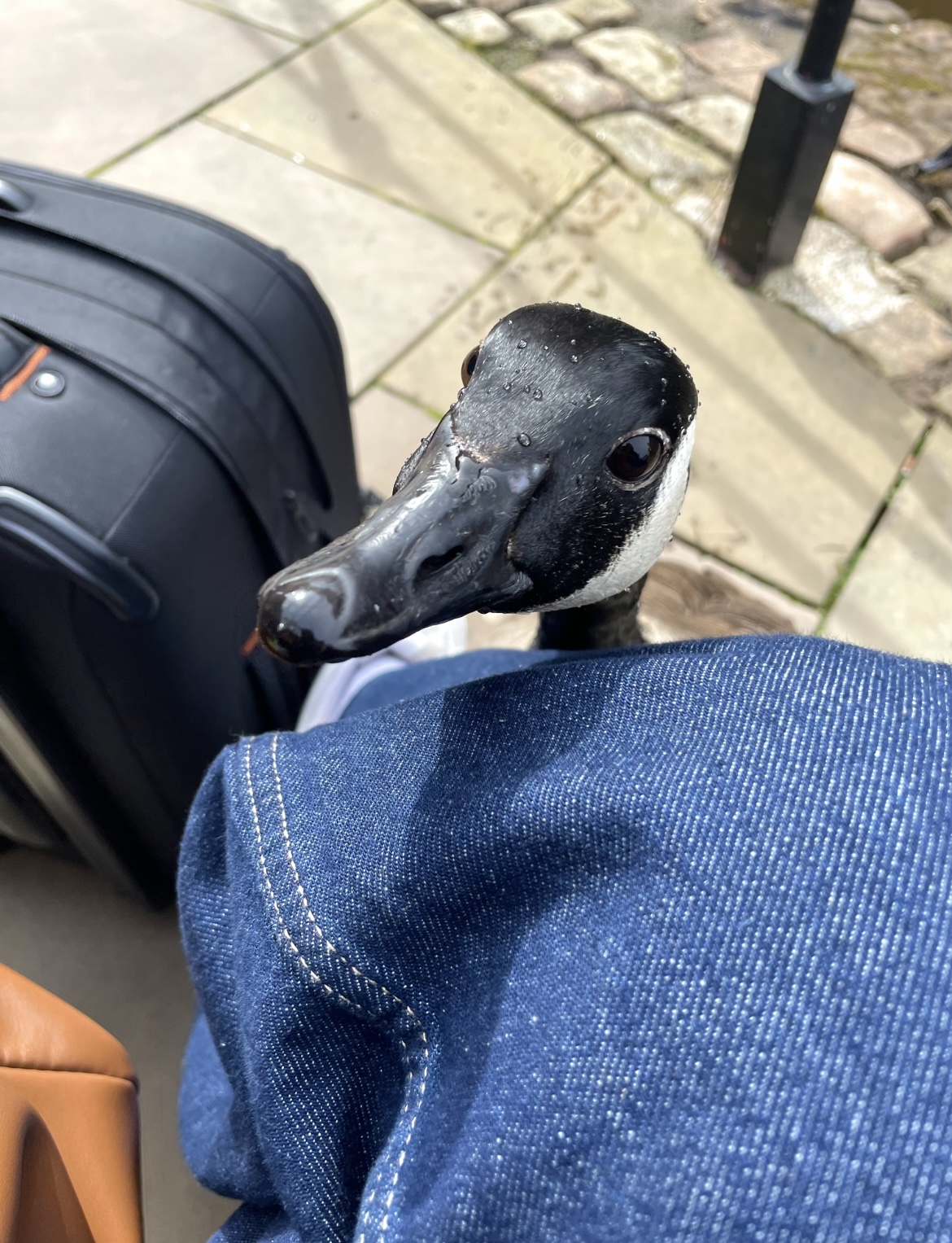 Goose
