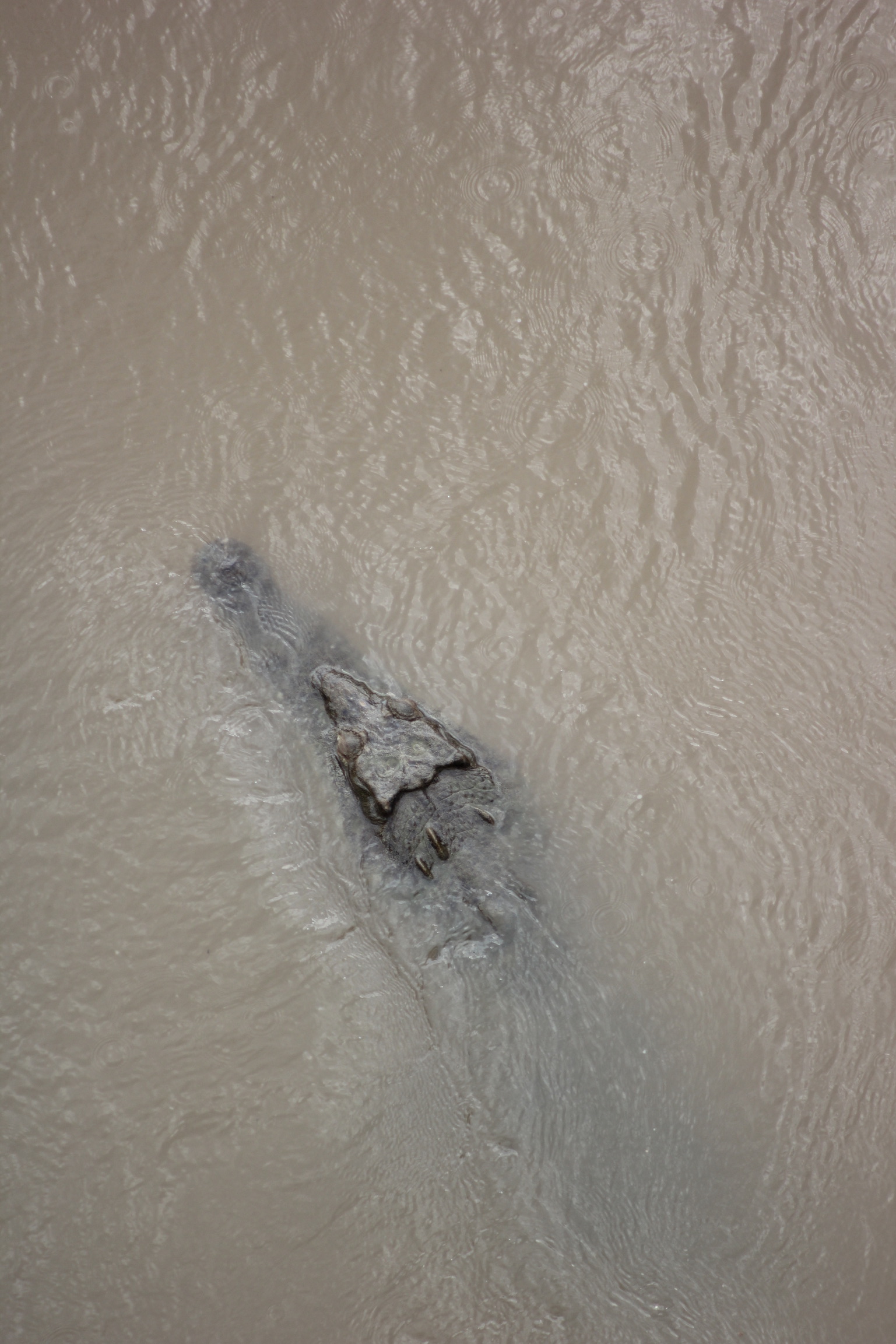 Crocodile emerging from the murky waters of the Río Grande de Tárcoles, Costa Rica