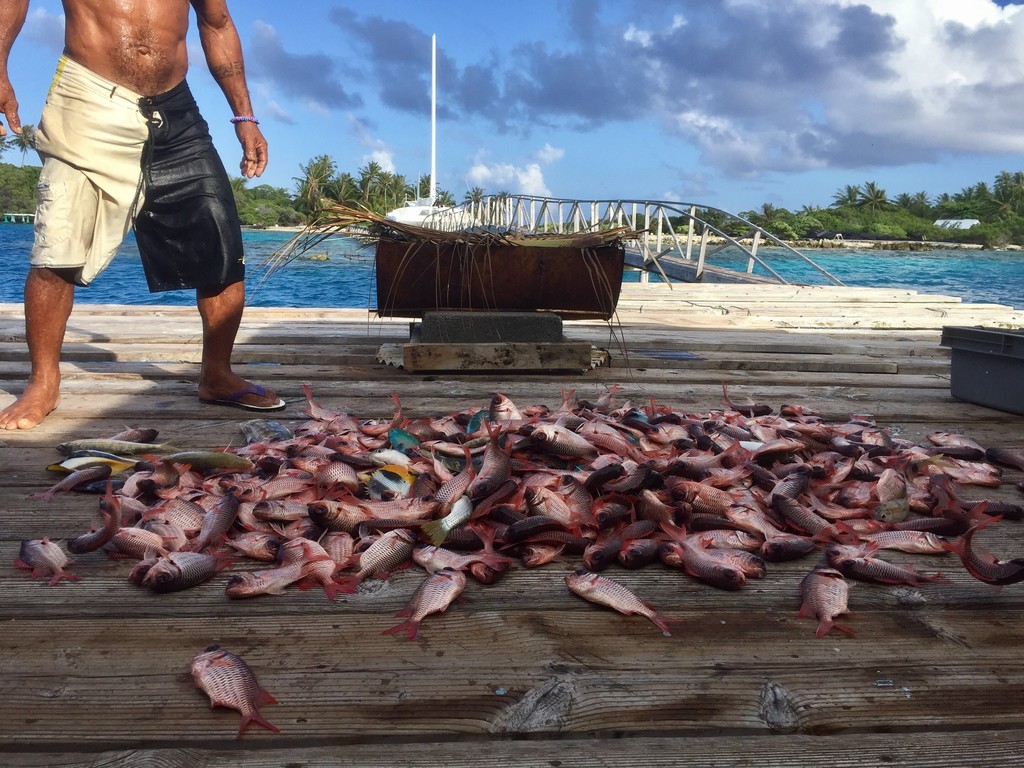 A man stands over fish, which have been emptied from a fish trap onto the pier. There is water and greenery in the background