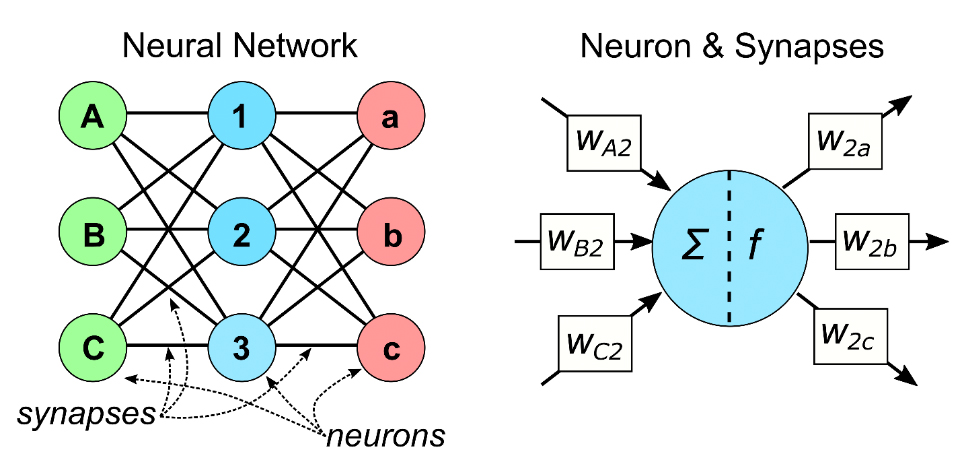 Neurons