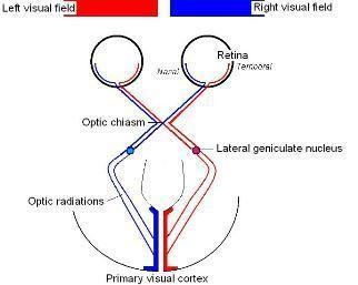 A diagram showing the Primary Visual Pathway from the eyes, to the brain