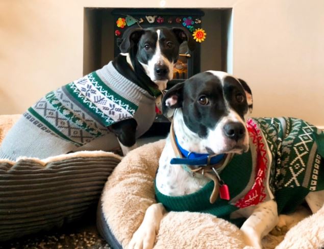 Two dogs lying by the fire in their Christmas jumpers