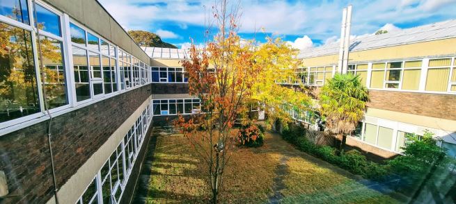 Autumn tree outside the Psychology department