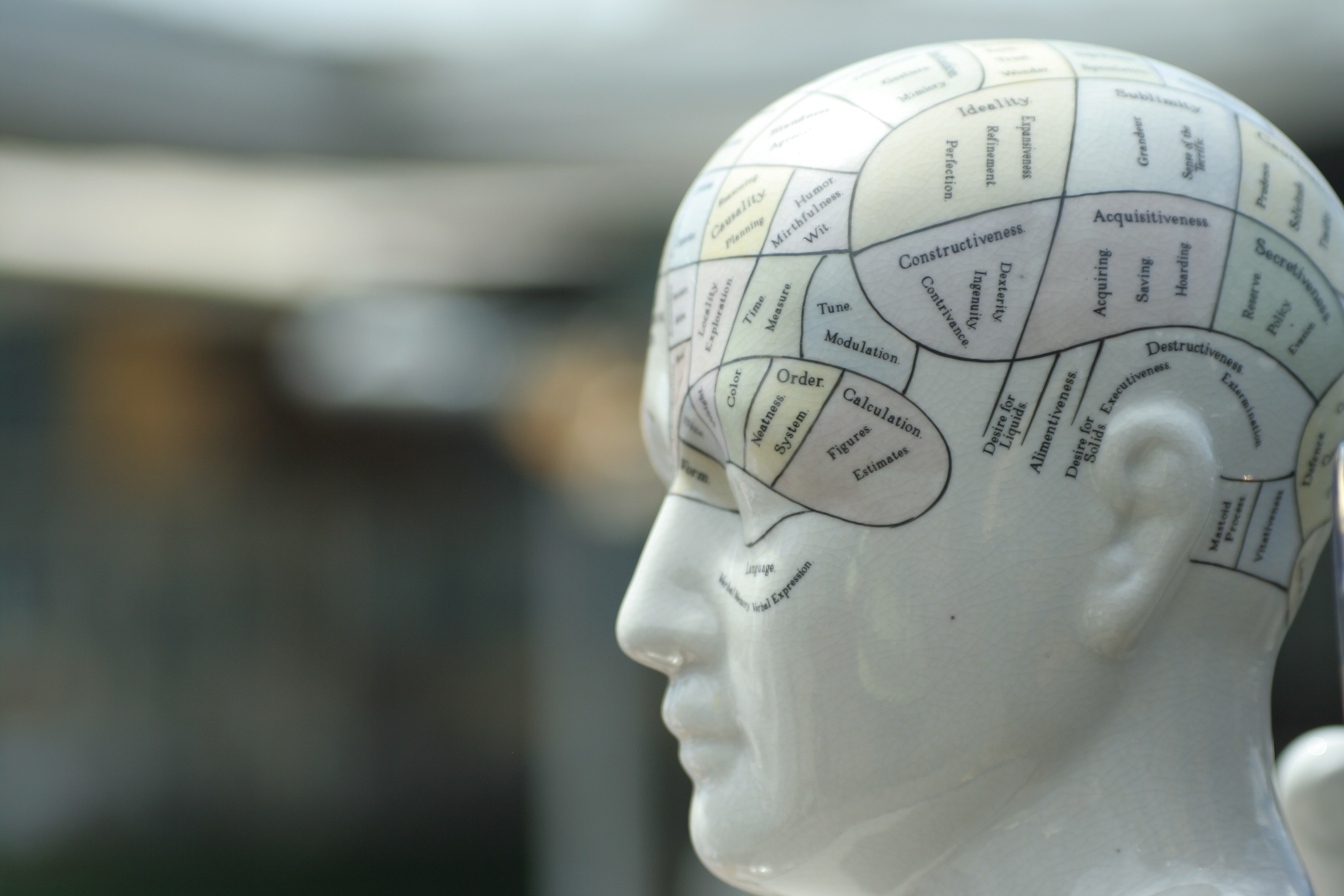 A mannequin with brain mapped on it