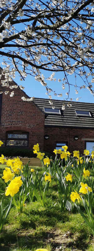 External view of Stephenson College with daffodils in foreground