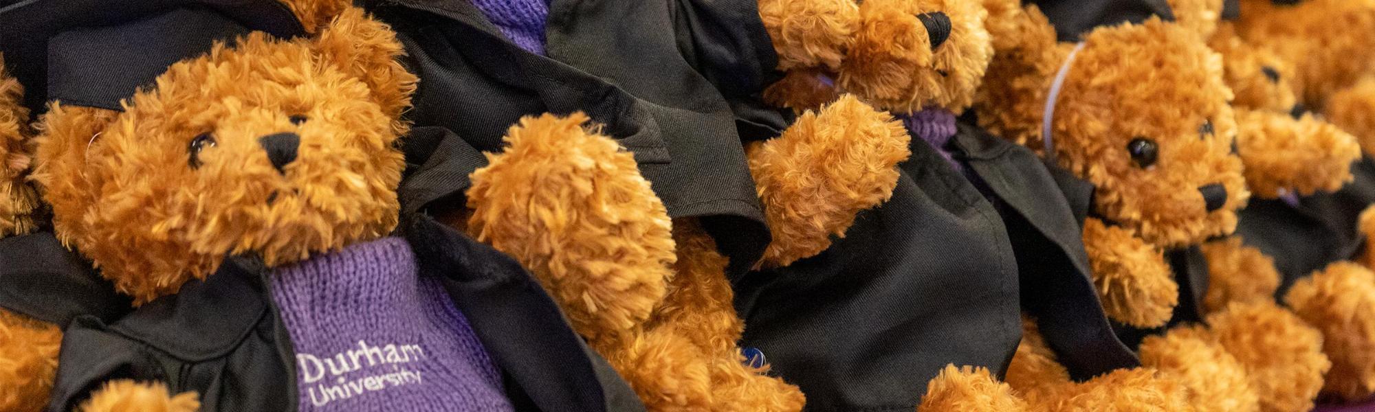 Teddies dressed up in purple jumpers and graduation robes