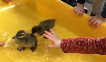 Ducklings paddling in plastic pool