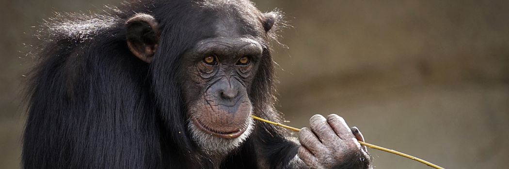Chimpanzee eating a long piece of grass