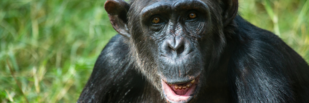 A chimpanzee looking directly into the camera