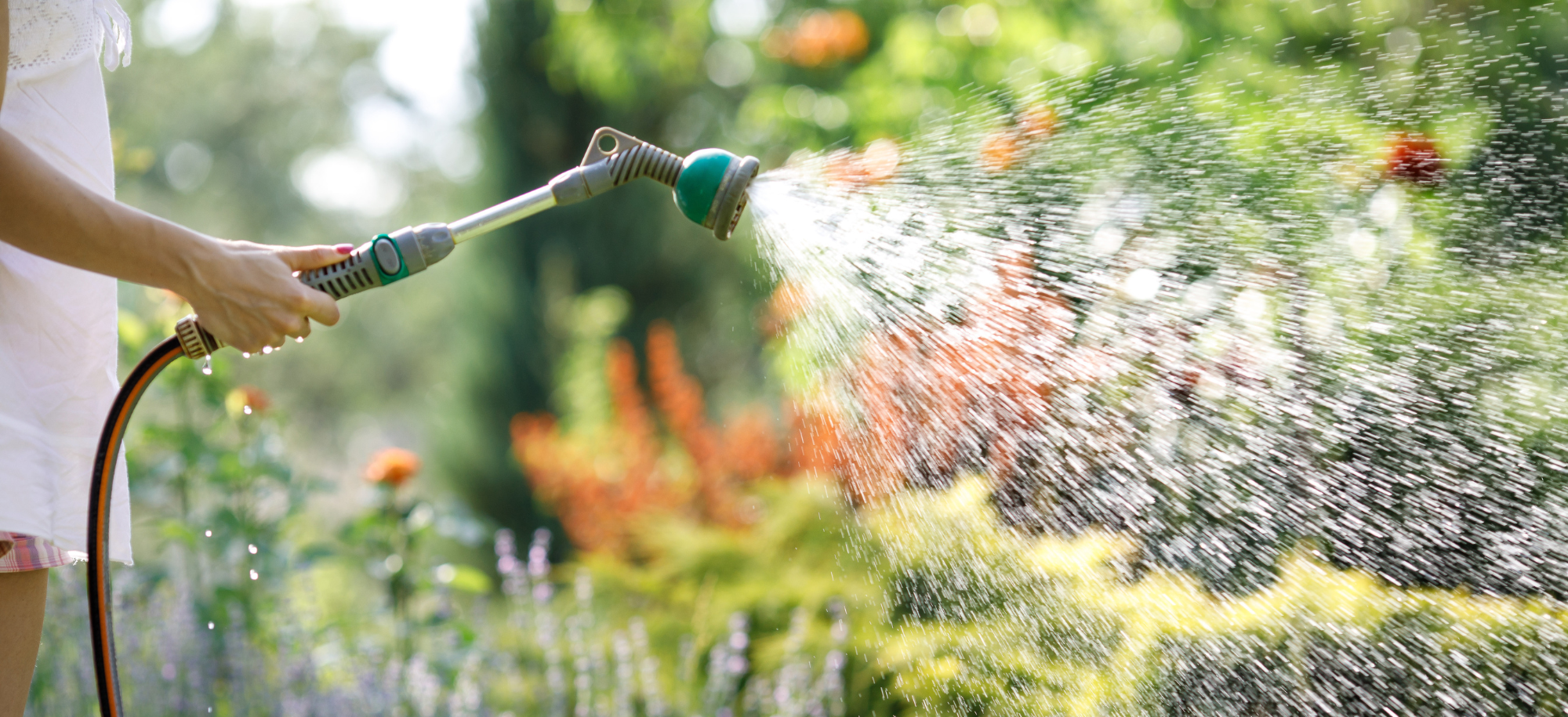 Person using hosepipe to water garden