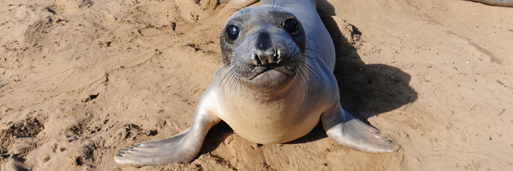 up northern elephant seal on a beach in California. Credit: Dan Costa, University of California