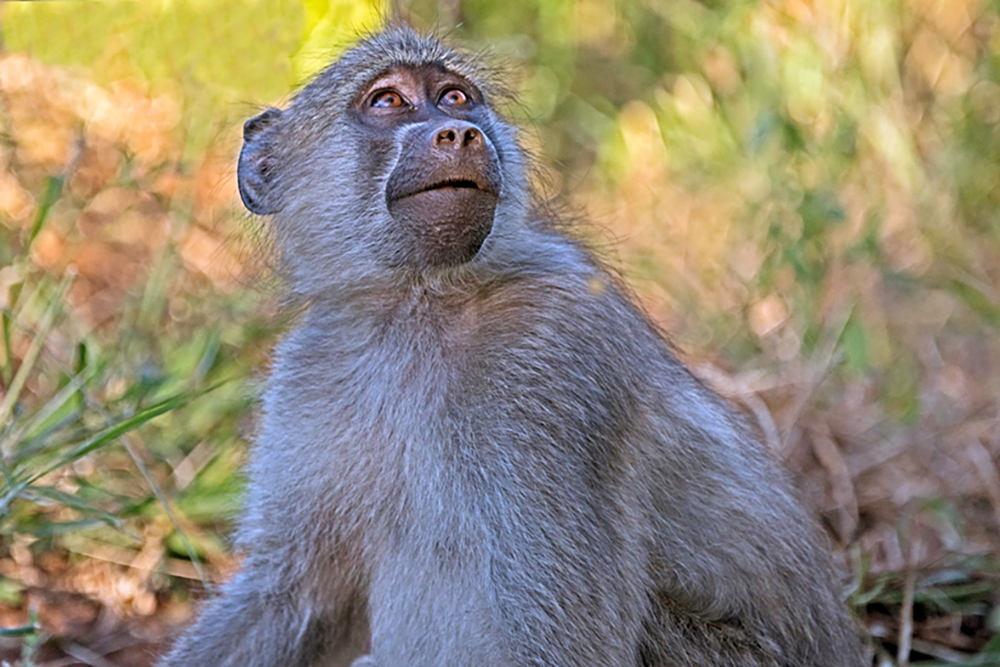 TA small baboon sitting in underbrush at Lajuma, South Africa