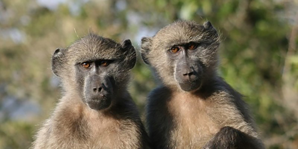 Two curious baboons at Lajuma, South Africa