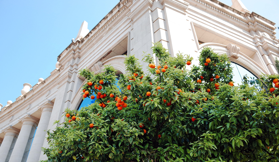 Fruit bearing orange trees line busy city streets