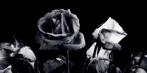 Dead/wilting roses